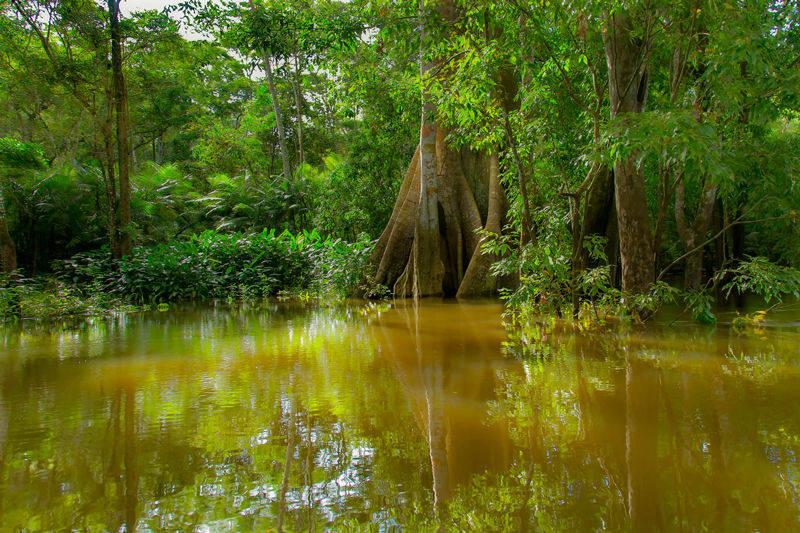 La forêt vit au rythme de l'eau 