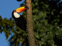 photo d'un toucan en amazonie