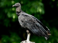 photo d'un urubu,le vautour brésilien