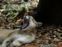 Un jaguar qui fait une sieste en amazonie