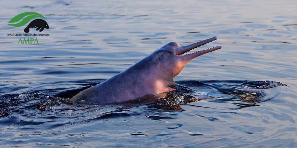 Un dauphin rose (boto) émergeant à la surface du fleuve Amazone