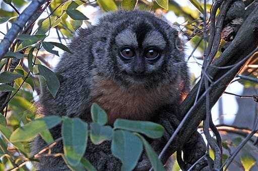 Gros plan d’un singe nocturne d’Azara (Aotus azarae) perché dans un enchevêtrement de branches et de feuilles.