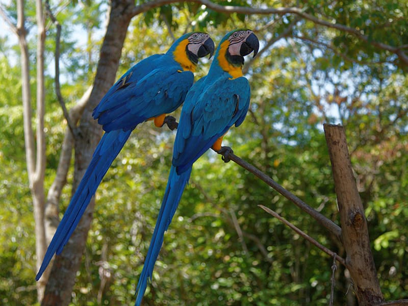 Deux aras bleus perchés sur une branche en pleine forêt amazonienne