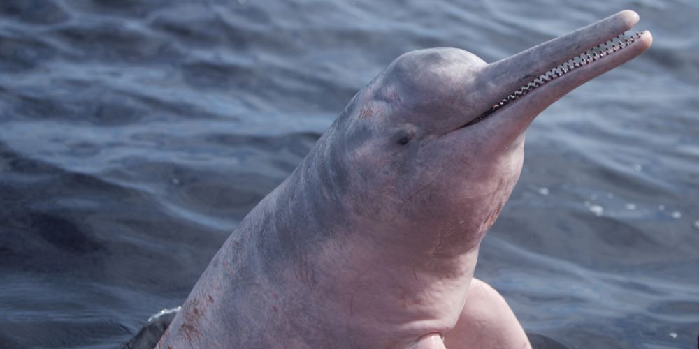 Un dauphin rose d’Amazonie, au museau fin et crénelé, émerge à la surface d’une eau sombre