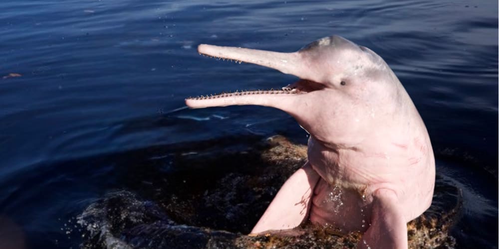Un dauphin rose, aussi appelé boto ou dauphin de l'Amazone, sortant de l'eau avec sa peau lisse et rose visible