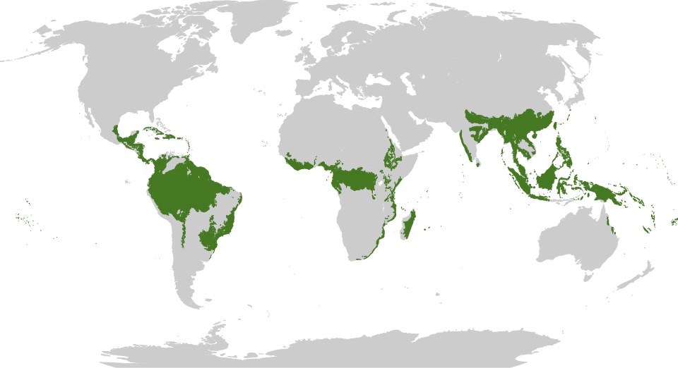 Carte des forêts tropicales du monde