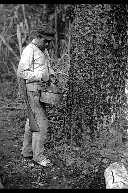 Photographie en noir et blanc d’un seringueiro, récolteur de latex