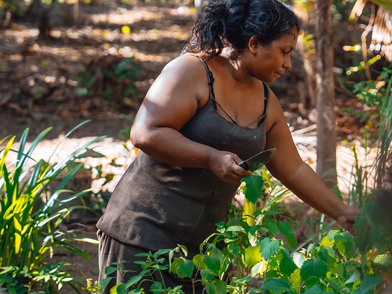 Femme autochtone récoltant des plantes médicinales