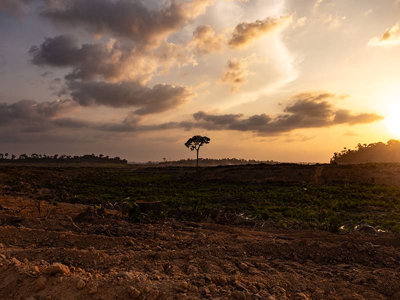 Paysage de déforestation en Amazonie avec un arbre isolé au coucher du soleil