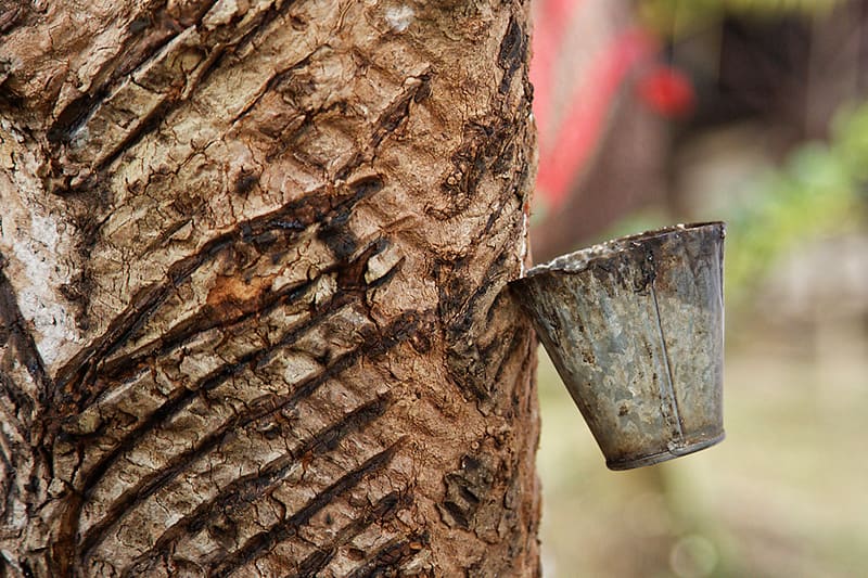 Arbre à caoutchouc (hévéa) avec des incisions sur l'écorce et un récipient en métal collectant le latex