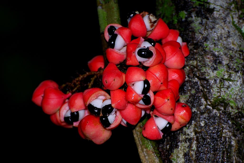 Grappe de fruits de guaraná rouges éclatés laissant apparaître leurs graines noires entourées d’arilles blanches, accrochée au tronc d’un arbre.