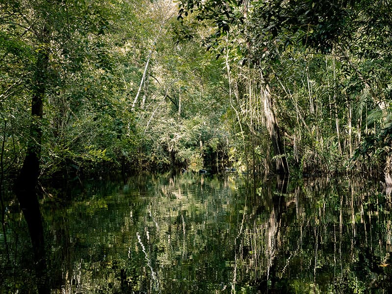 Paysage de forêt inondée en Amazonie