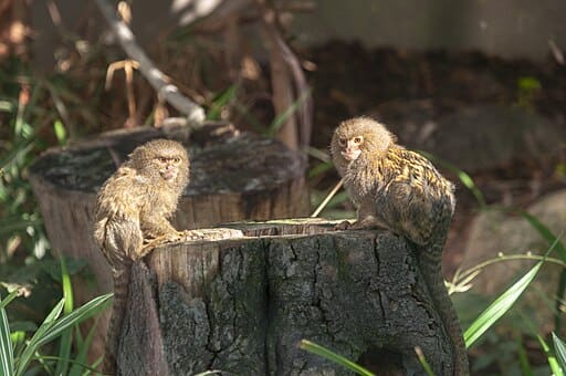 Deux minuscules ouistitis pygmées, plus petits primates du monde, assis sur une souche. Leur pelage brun-doré se fond avec l’écorce environnante.