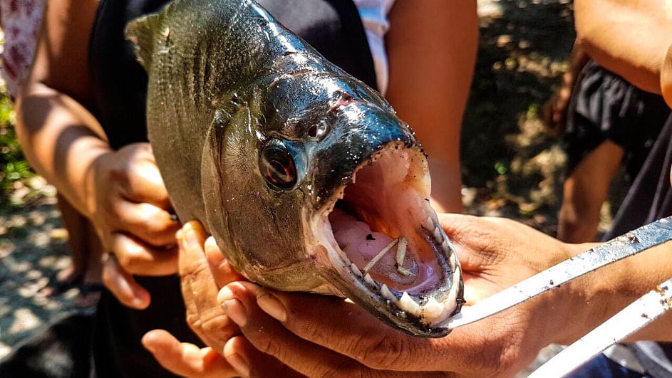 Un piranha d’Amazonie tenu en main, la gueule ouverte.