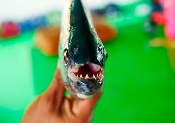 Photo d’un piranha d’Amazonie, tenu en main