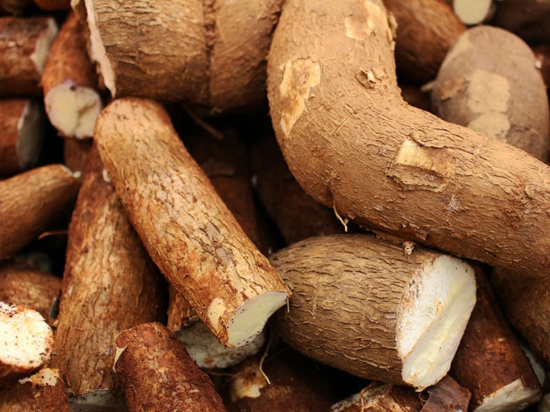  racines de manioc, ingrédient de base de la cuisine amazonienne