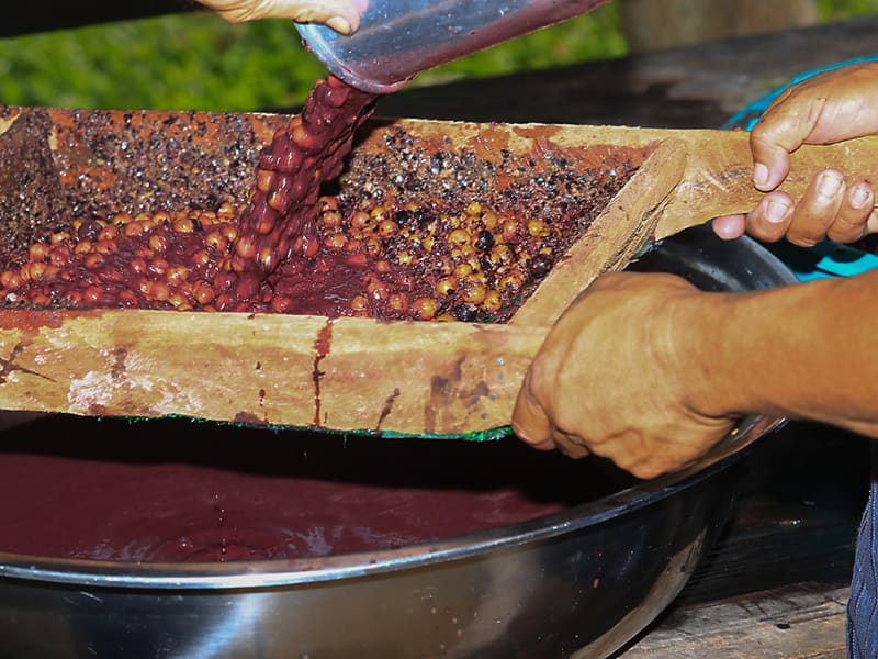 Processus traditionnel de fabrication du jus d’açaï en Amazonie