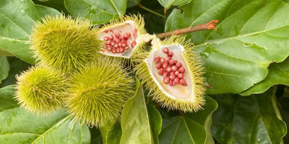 Capsules vertes hérissées de roucou entrouvertes, dévoilant des graines rouges parmi un feuillage luisant