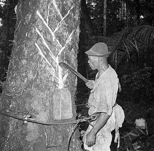 Photographie en noir et blanc d’un ouvrier entaillant un balatier (arbre à balata) pour extraire le latex