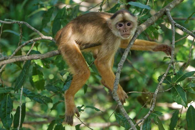 Jeune capucin allongé de tout son long sur une branche, pattes pendantes ; son pelage beige-brun et son masque facial clair trahissent sa curiosité joueuse.