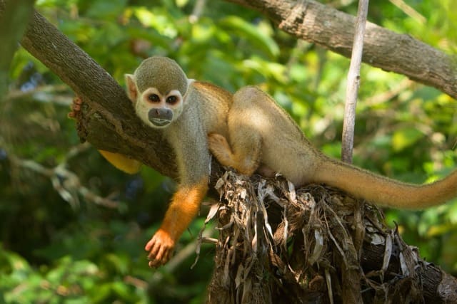 Singe écureuil au museau clair et aux pattes orangées, étendu sur une branche tout en observant l’objectif ; sa longue queue pend depuis l’entrelacs de lianes.