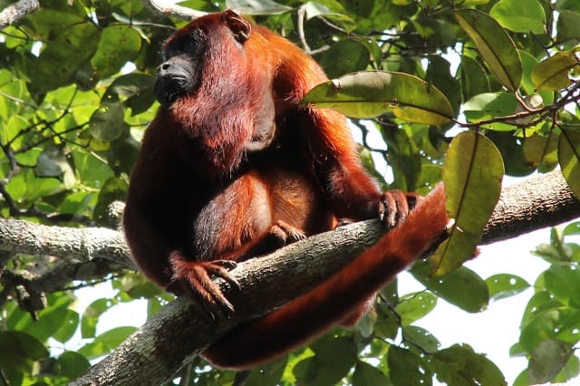 Mâle hurleur roux au pelage flamboyant assis haut dans un arbre, exhibant sa large gorge destinée à amplifier ses cris matinaux emblématiques de la jungle.