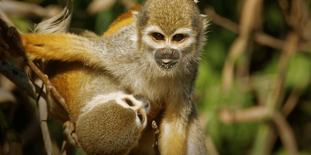 Deux singes écureuils se chamaillent sur des branches ; l’un est couché sur le dos tandis que l’autre, au pelage gris-doré et pattes orangées, regarde l’objectif la langue sortie. Scène ludique dans la forêt tropicale dense.