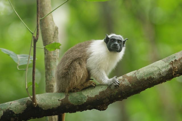 Petit singe perché sur une branche, au pelage brun-gris sur le dos et blanc sur le poitrail, avec un visage noir nu caractéristique. Espèce endémique et menacée dans la région de Manaus.