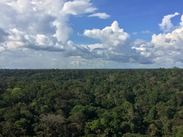 vue de la tour du Musa sur l'immensité de la forêt