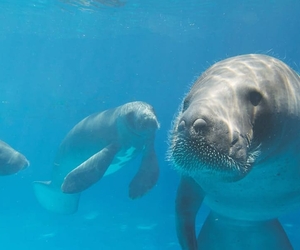 Le parrainage d’un lamantin d’Amazonie avec l’AMPA 