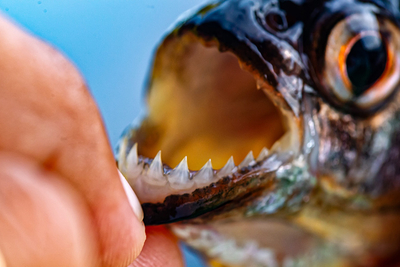 Les piranhas, les petites dents de l’Amazone