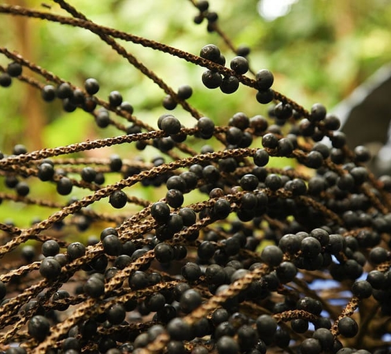 Gros plan sur des grappes de baies d’açaï noires, encore attachées à leurs longues tiges fibreuses, après récolte
