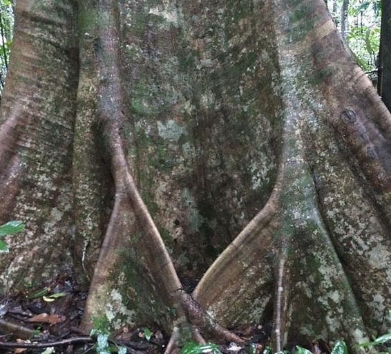 De larges racines contreforts soutenant la base d’un arbre imposant, entourées d’une végétation humide de sous-bois.