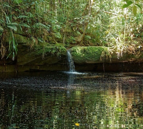 Une petite cascade coule discrètement d’un rocher couvert de mousse dans une clairière de la forêt amazonienne