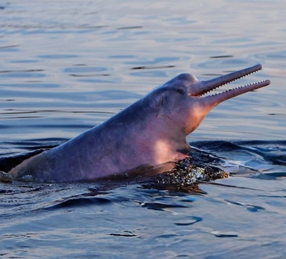 Dauphins roses, tourisme durable et authenticité