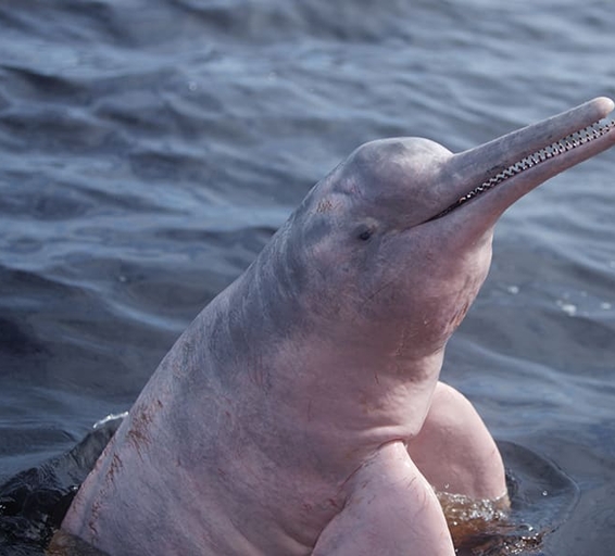 Les dauphins roses, mythiques créatures de l’Amazonie