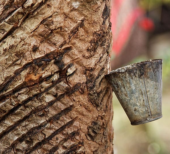 Arbre à caoutchouc (hévéa) avec des incisions sur l'écorce et un récipient en métal collectant le latex