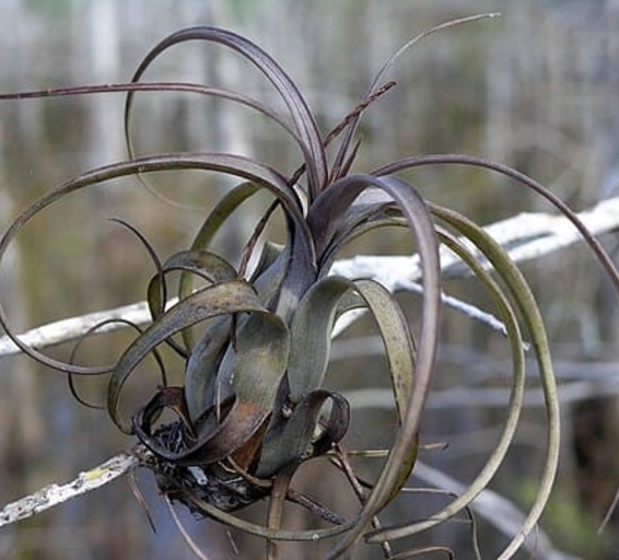 Photographie d'une plante Tillandsia balbisiana, une espèce d'épiphyte tropicale aux longues feuilles fines, torsadées et arquées, fixée sur une branche blanche.