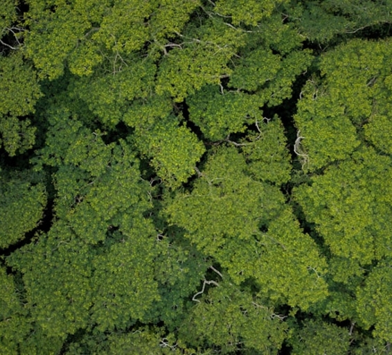 Vue aérienne canopée amazonienne
