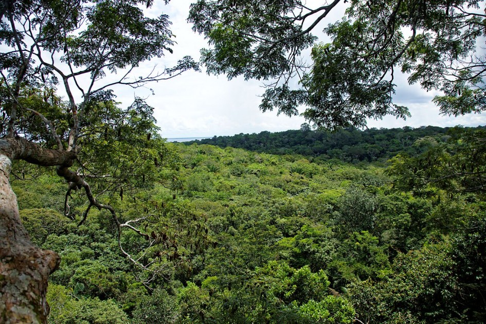 Angelim grimpe d'arbre vue sur la forêt amazonienne