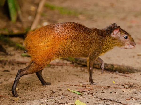 L’agouti