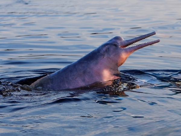 Le boto ou dauphin rose d’Amazonie