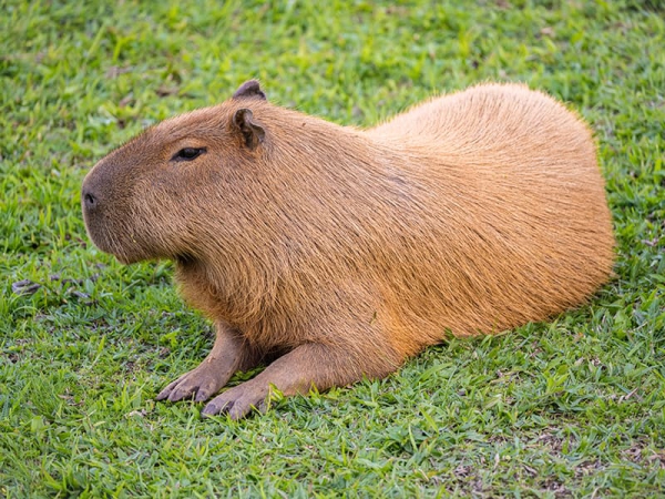 Le capybara