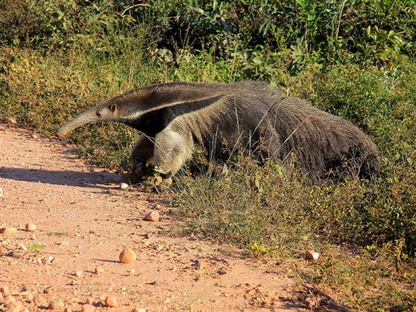 Le fourmilier géant