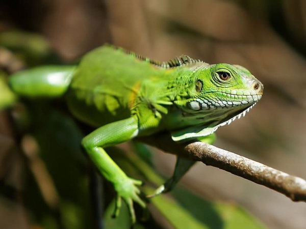 L’iguane vert