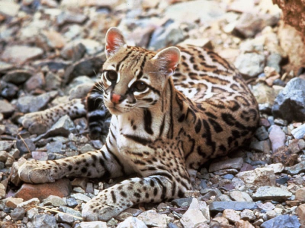 L’ocelot