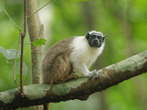 Le tamarin bicolore